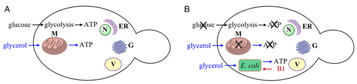 E. coli was taught to integrate into a yeast cell and work as a mitochondrion - The science, Evolution, Symbiosis, Bacteria, Copy-paste, Elementy ru, Longpost