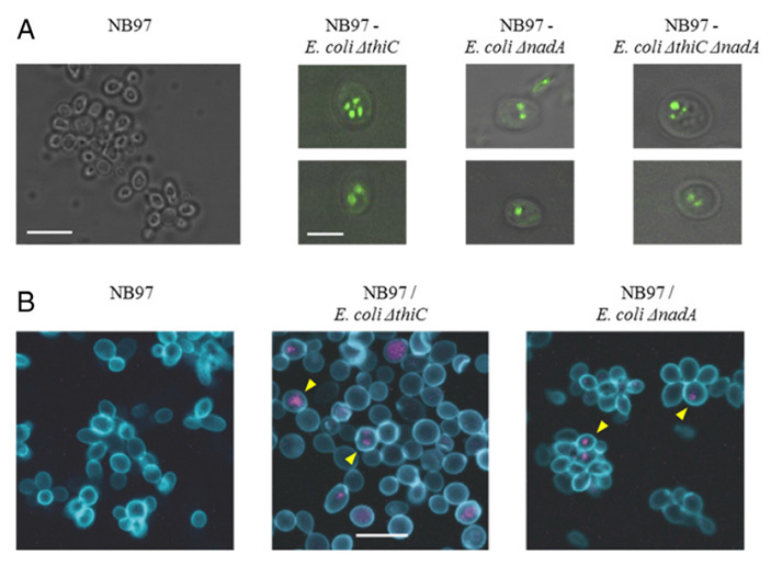 E. coli was taught to integrate into a yeast cell and work as a mitochondrion - The science, Evolution, Symbiosis, Bacteria, Copy-paste, Elementy ru, Longpost