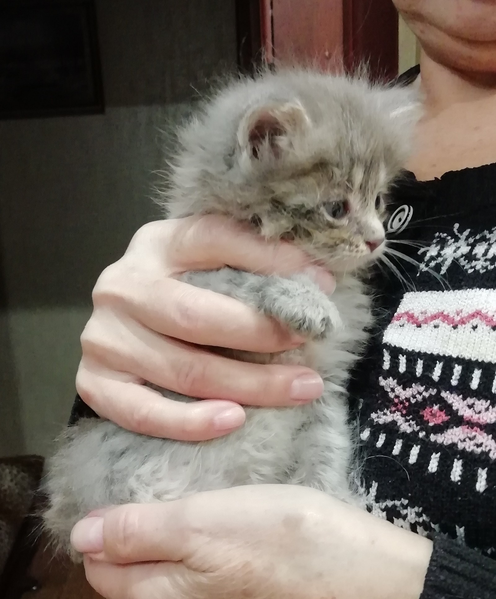 Nobody needs a kitten (Nizhny Novgorod)? - My, Longpost, cat, Nizhny Novgorod, In good hands, No rating