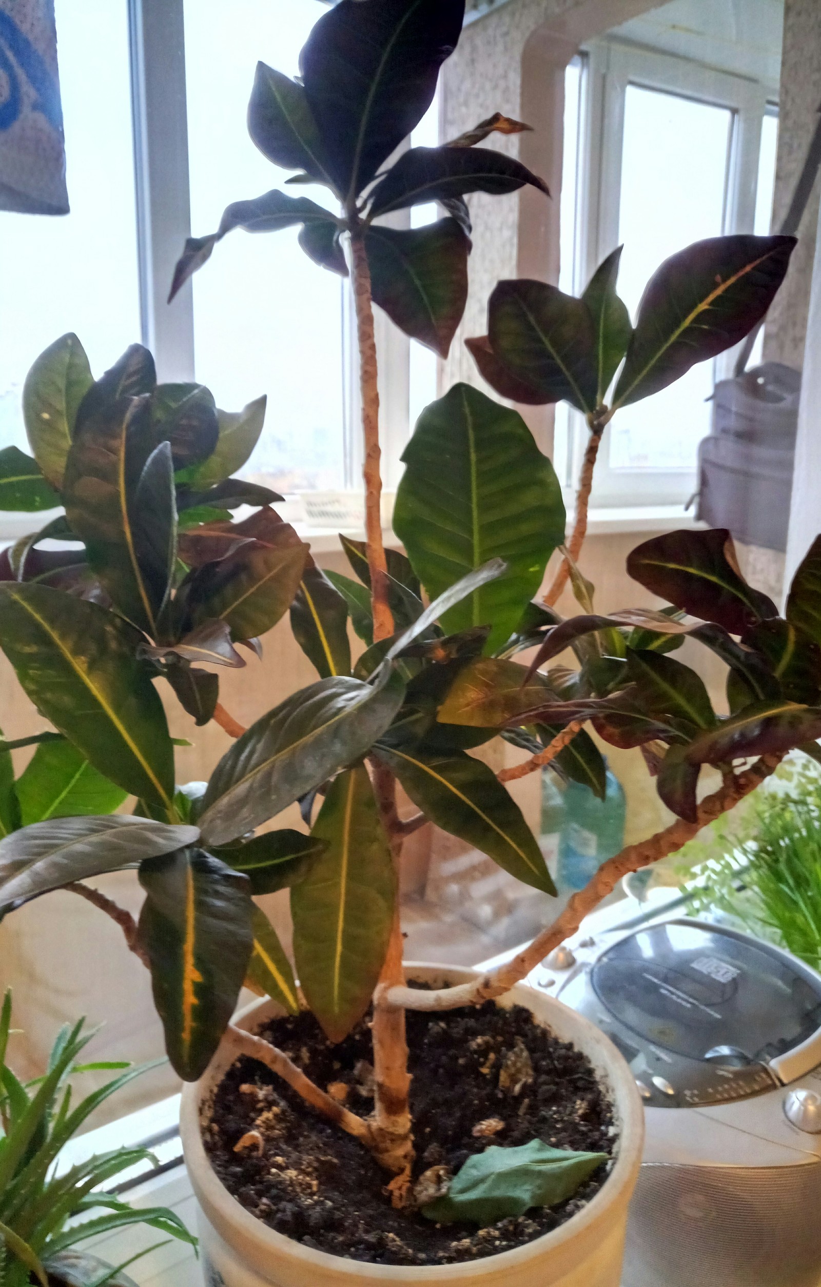 Help identify the plant - My, Pot, Definition, Plant growing, Longpost