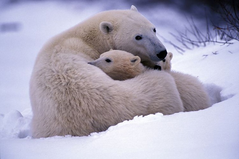 Bears - The Bears, Polar bear, The photo, , Longpost