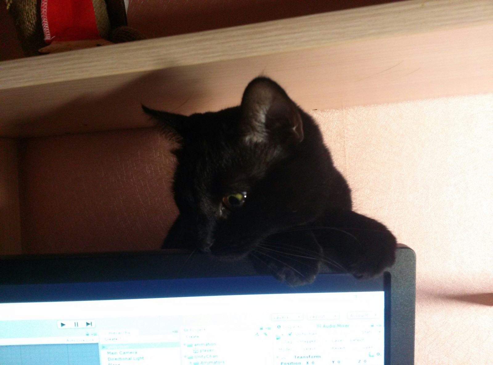 Are you working?) - My, Catomafia, Black cat, cat