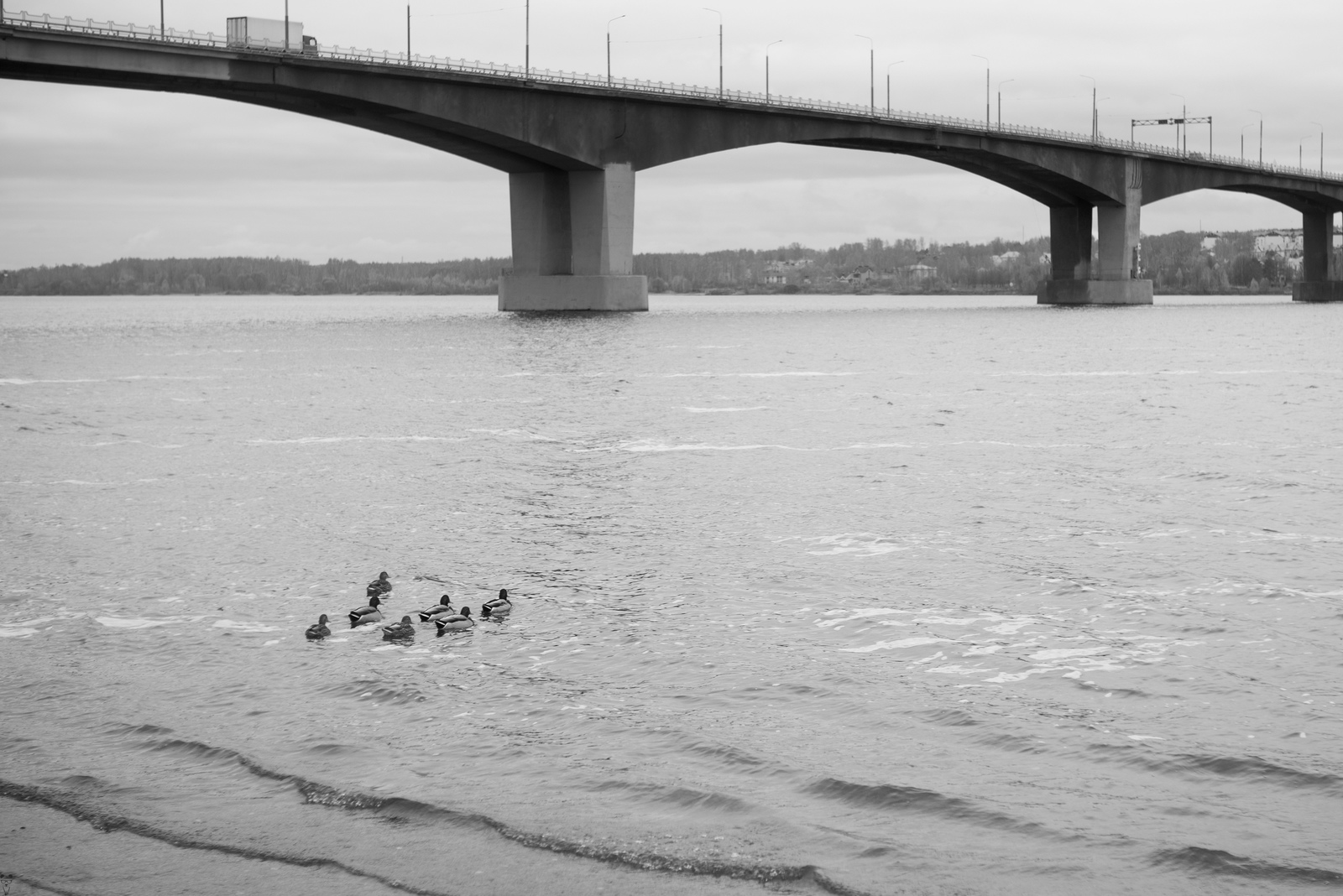 Crossing - My, Duck, Photographer, Bridge