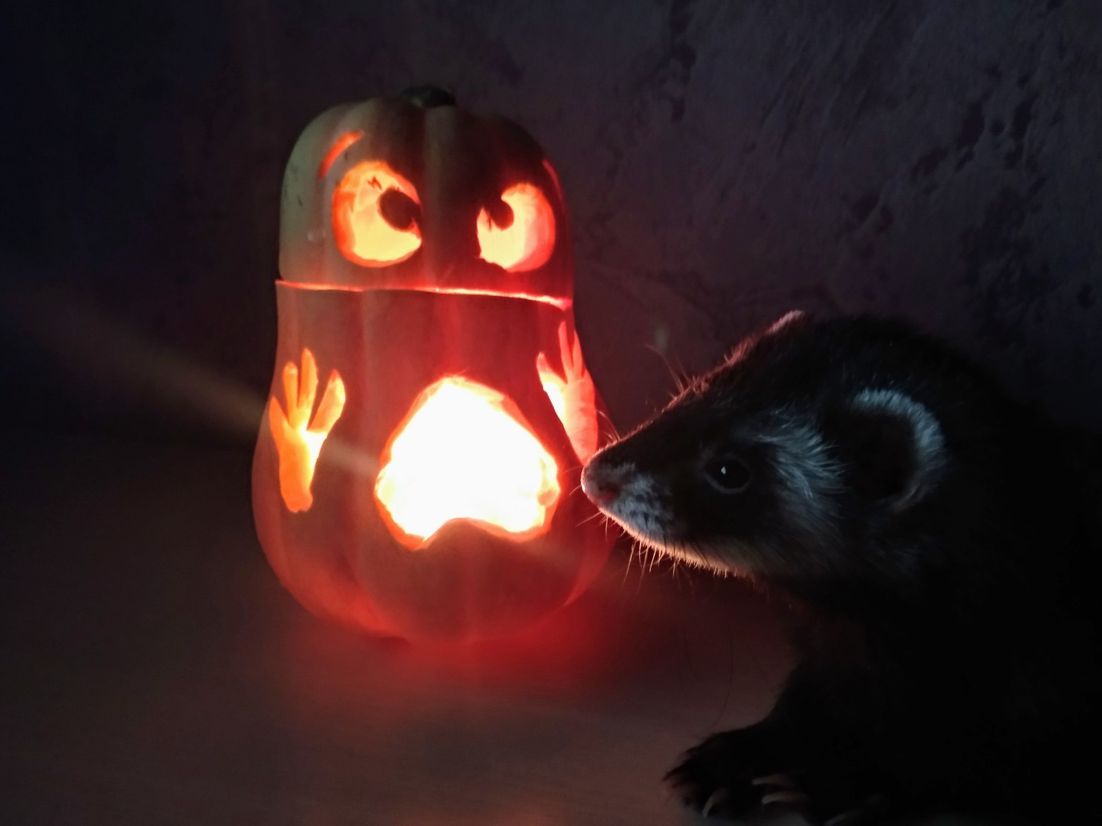 Ferrets also celebrate Halloween - My, Ferret, Halloween, Pets, Pumpkin