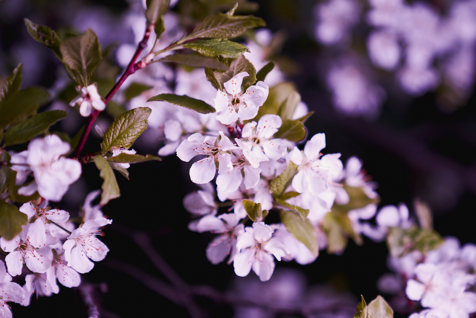 Spring flowers - My, The photo, Photographer, Beginning photographer, Flowers, Spring, Nature