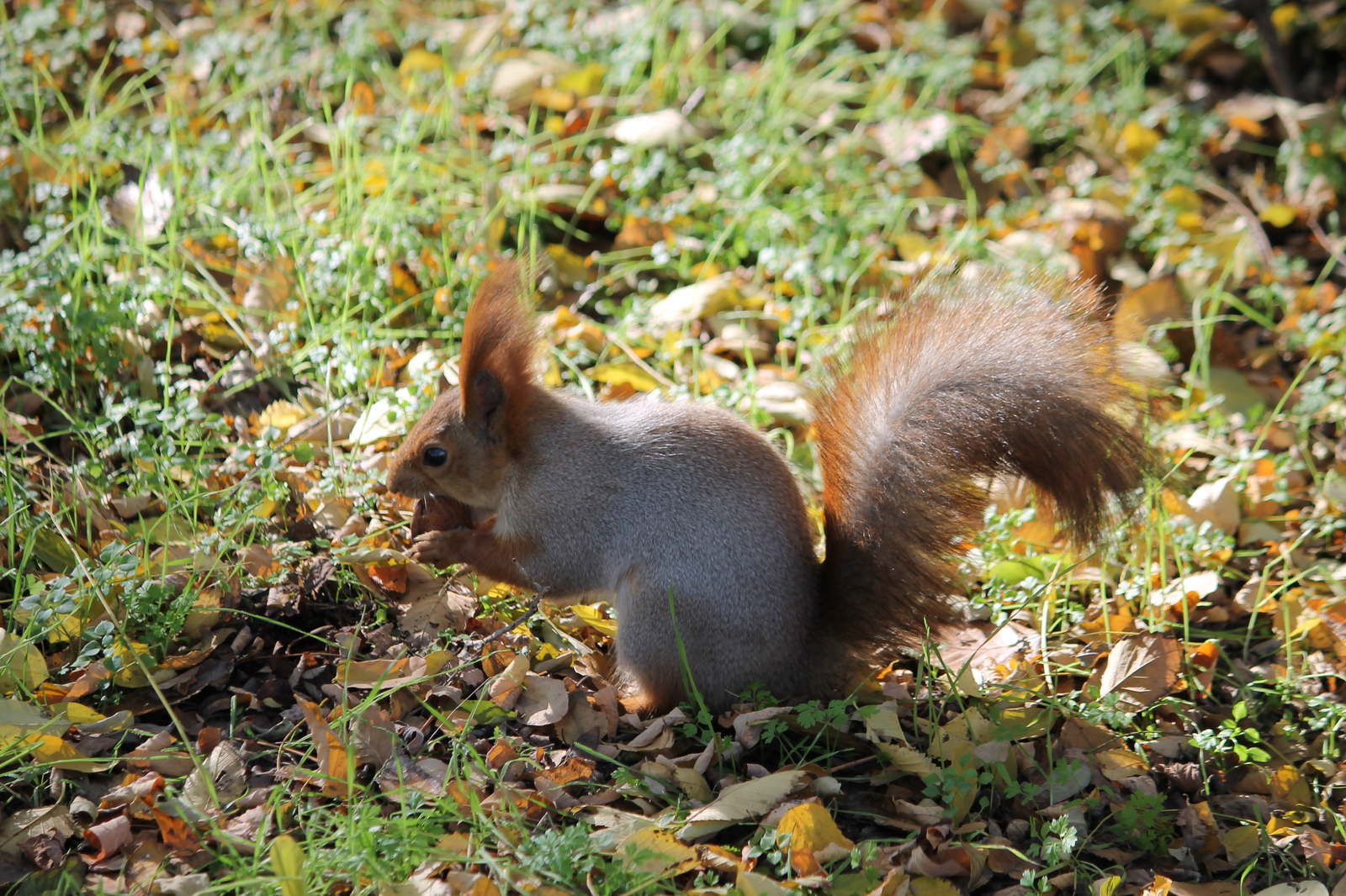 Autumn visits - My, Autumn, Squirrel, Leaves, The photo, Beginning photographer, Longpost