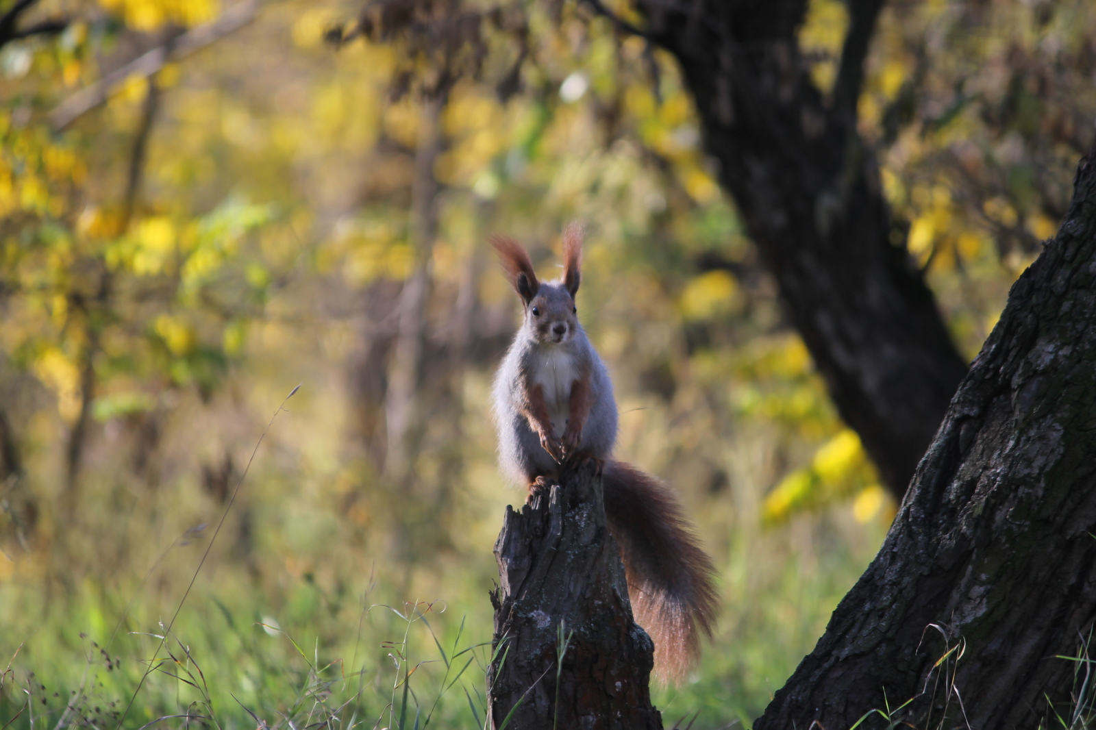 Autumn visits - My, Autumn, Squirrel, Leaves, The photo, Beginning photographer, Longpost