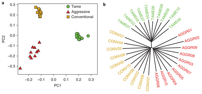 Genetic changes that accompany selection for good behavior in Belyaev's foxes have been identified - The science, Biology, Genetics, , Domestication, Copy-paste, Elementy ru, Longpost, Animals