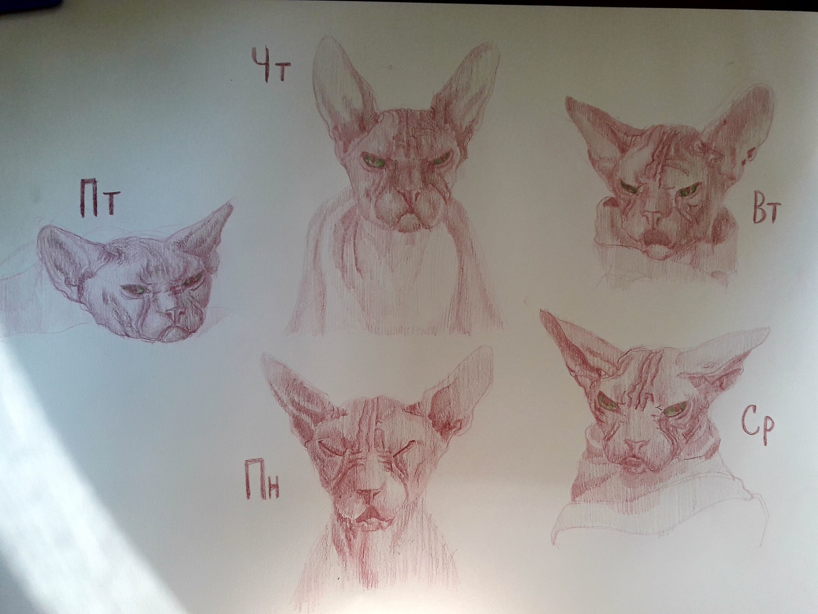 Сфинкс кошка рисунок поэтапно
