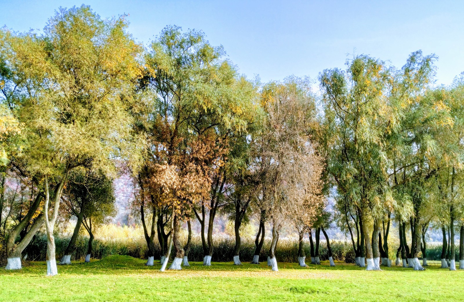 Autumn in Moldova - Longpost, Photo on sneaker, Moldova, Autumn