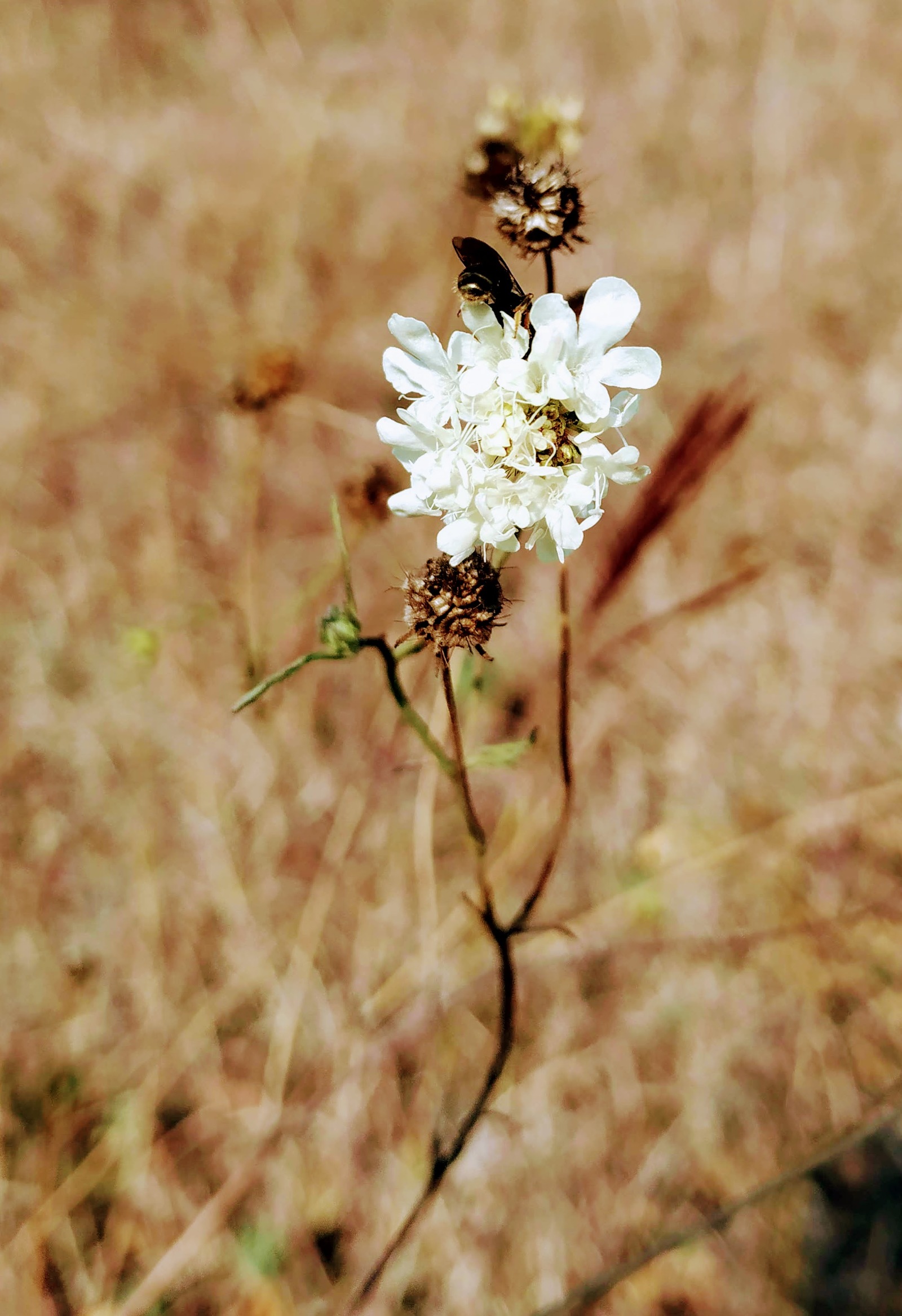 Autumn in Moldova - Longpost, Photo on sneaker, Moldova, Autumn