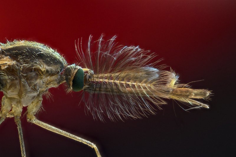 Почему комары пьют кровь и зачем она им нужна? | Пикабу
