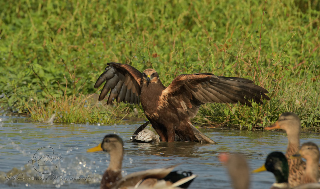 Photo - The photo, Images, Birds