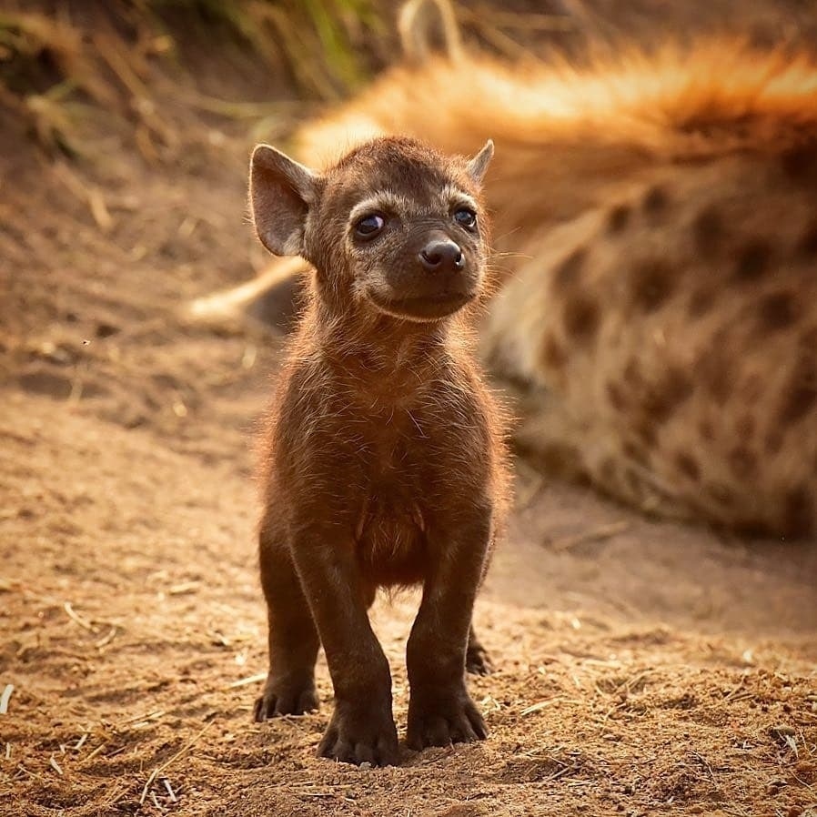 hyena cub - Hyena, Young, The photo, Milota