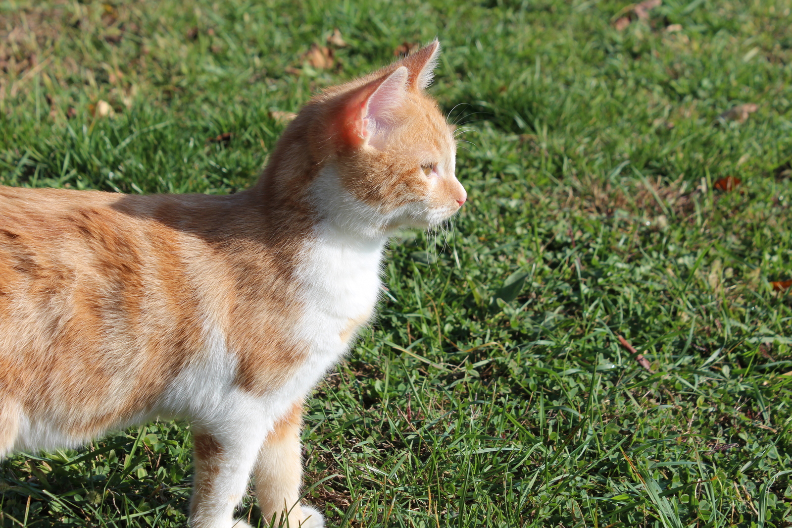 Our favorite - My, cat, Pet, Mustachioed - Striped, Pet, Longpost, Pets