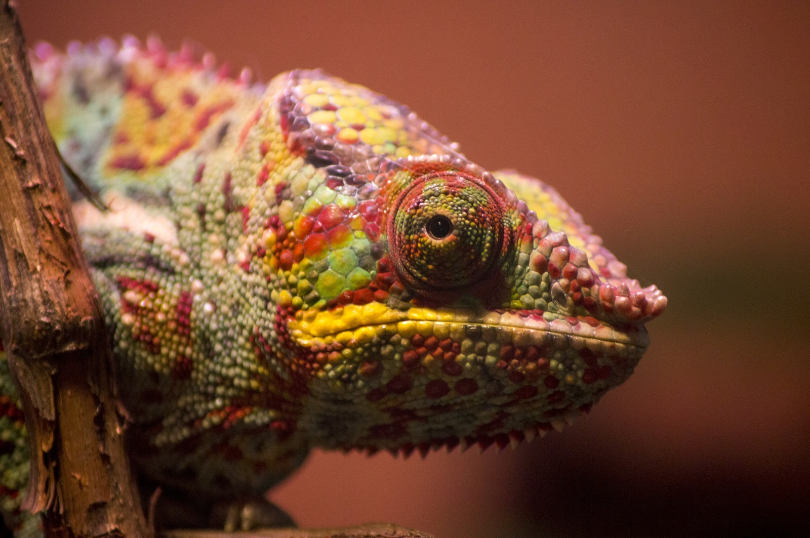 Panther Chameleon (Furcifer pardalis) - My, Chameleon, Sony alpha 580, , Lizard, Leningrad Zoo