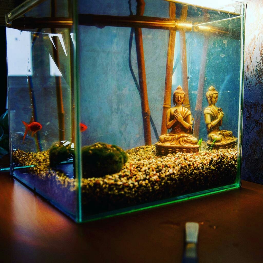 Are you tired of YouTube? - My, Aquarium, Buddha, Design, Longpost