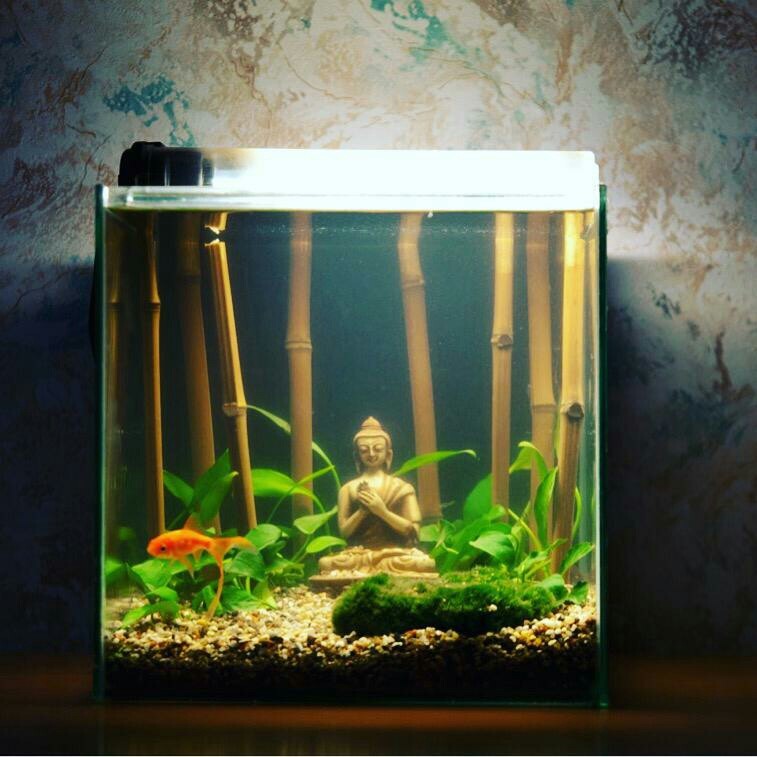 Are you tired of YouTube? - My, Aquarium, Buddha, Design, Longpost