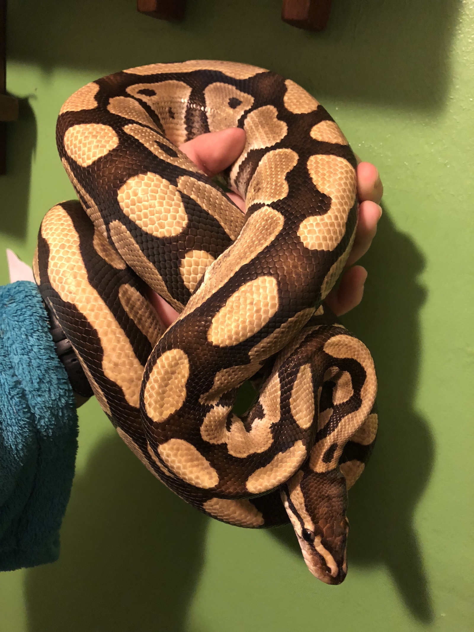 Such different pythons. - My, Python, Snake, Pets, Longpost