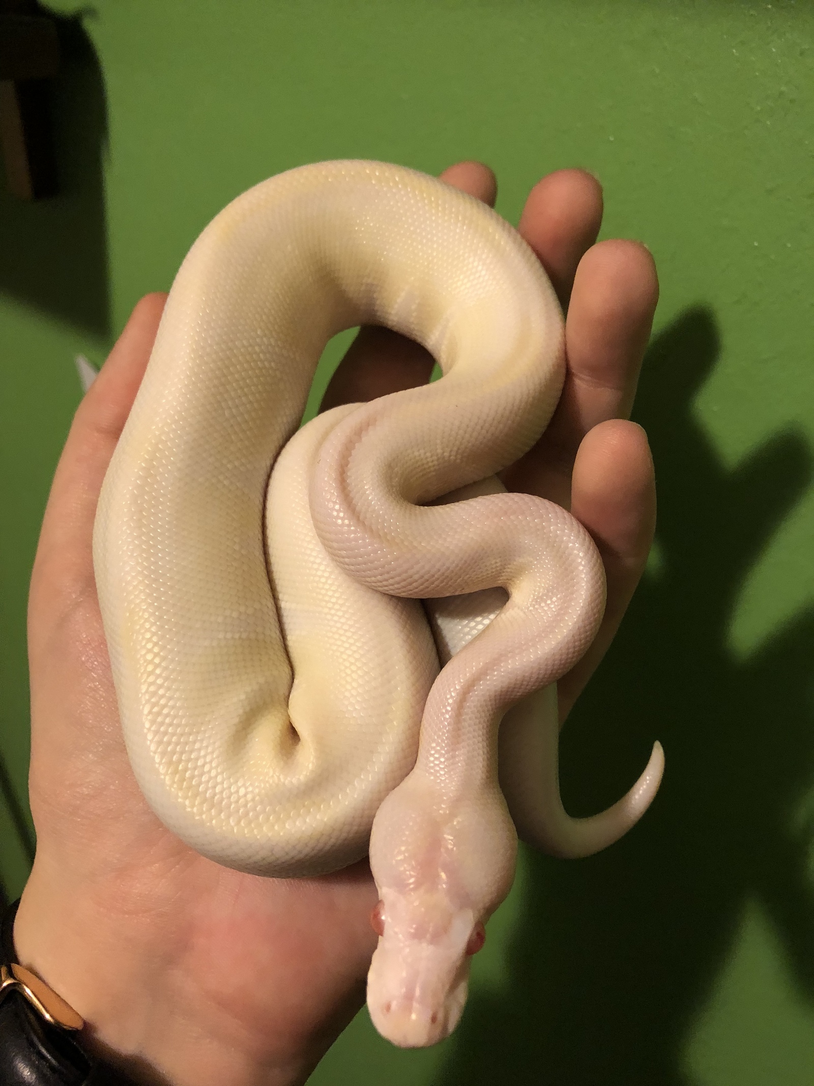 Such different pythons. - My, Python, Snake, Pets, Longpost