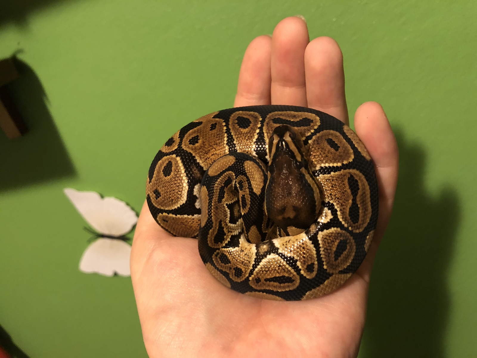 Such different pythons. - My, Python, Snake, Pets, Longpost