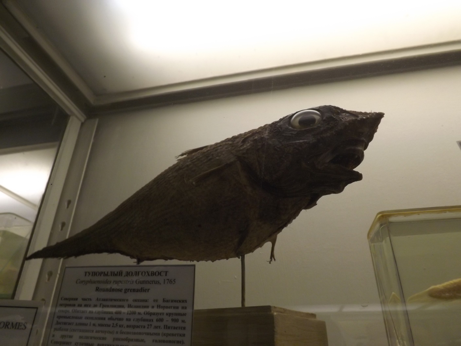 Photos from the Zoological Museum of St. Petersburg - My, Zoological Museum, Taxidermy, Longpost, Animals, Biology, A fish, Stoned fox