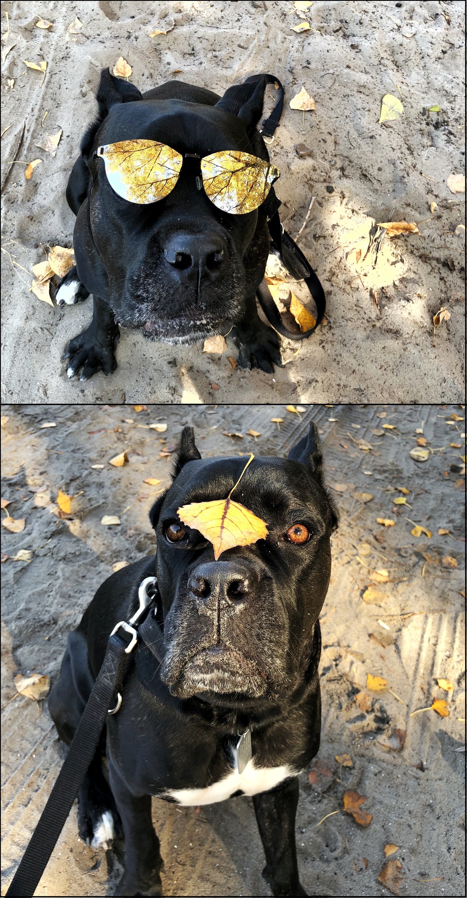 autumn kors - My, Dog, Cane Corso, Autumn, Pet, Longpost, Pets