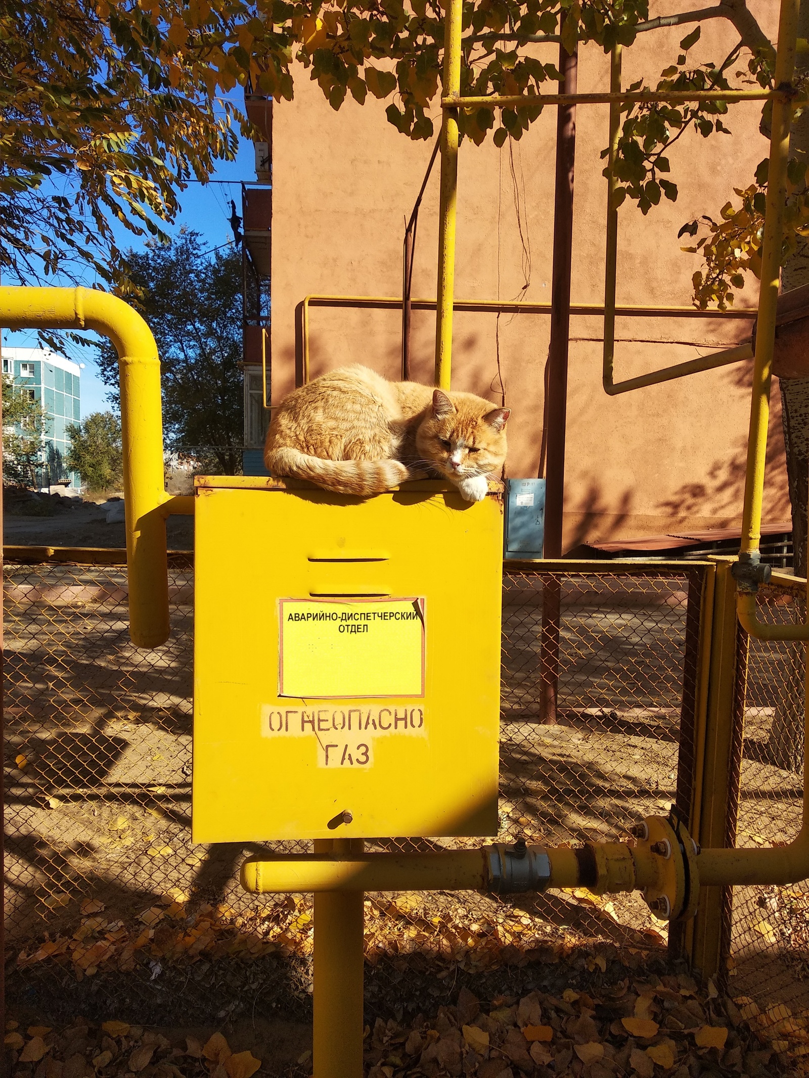 gas cat - My, cat, Gas service, Redheads