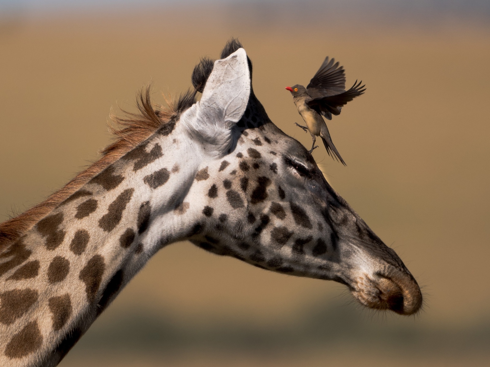 sit on your head - Giraffe, Birds, Milota