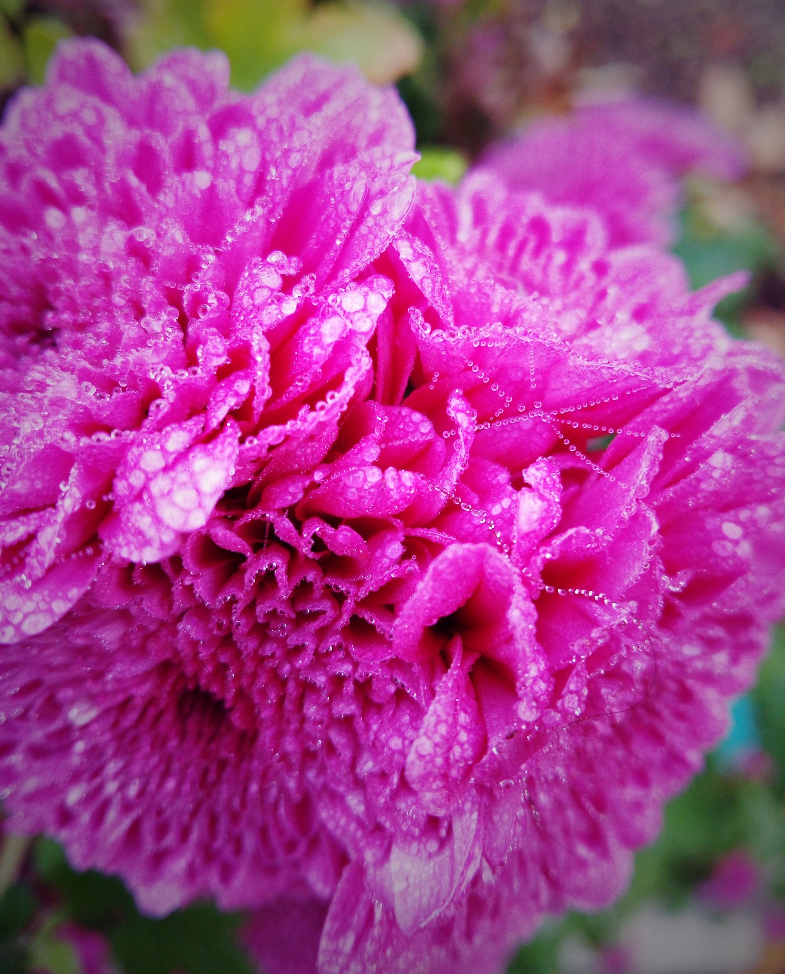 beaded morning - Good morning, Dew, Macro, beauty of nature, Crimea, Longpost, Macro photography