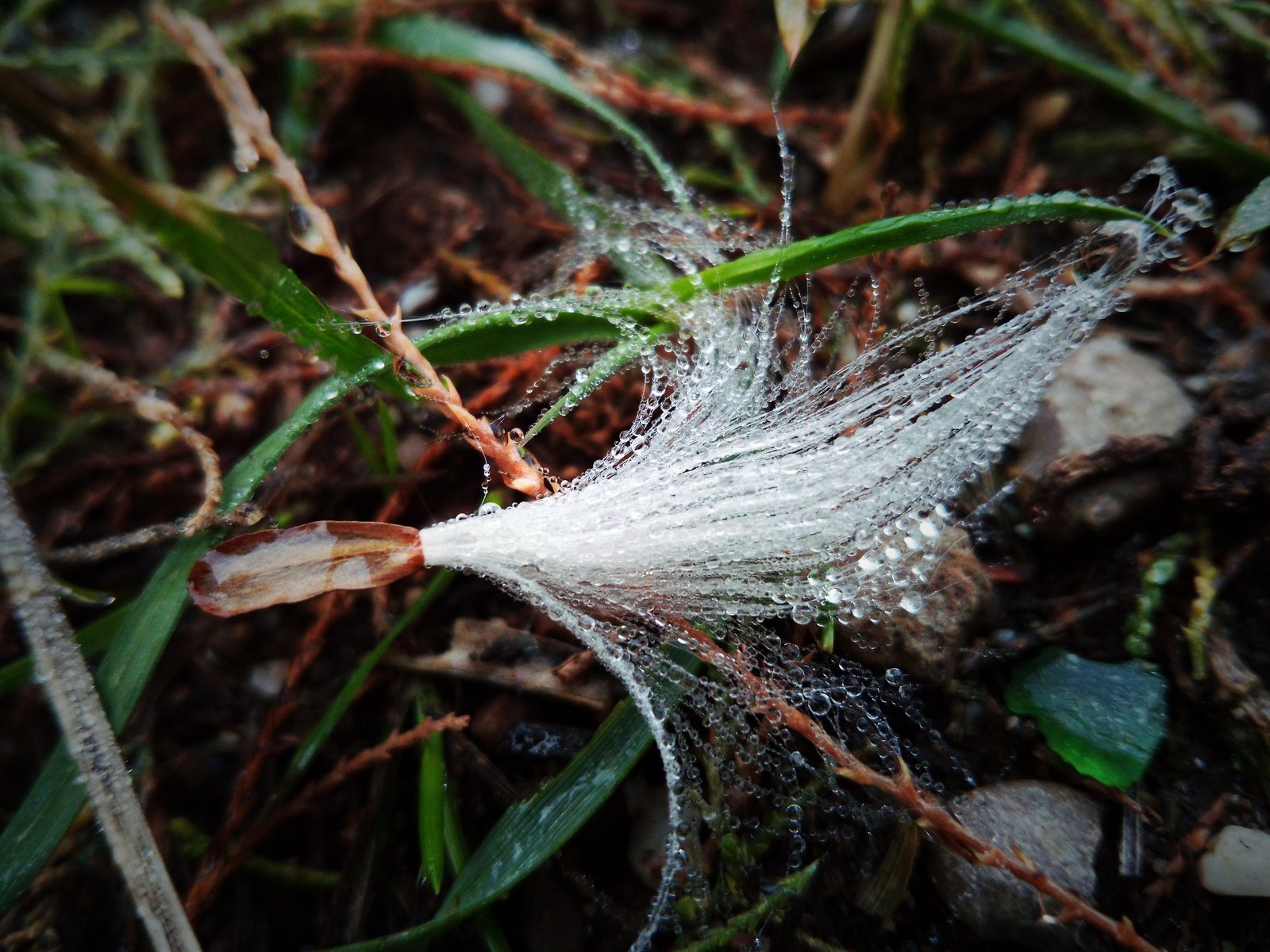 beaded morning - Good morning, Dew, Macro, beauty of nature, Crimea, Longpost, Macro photography