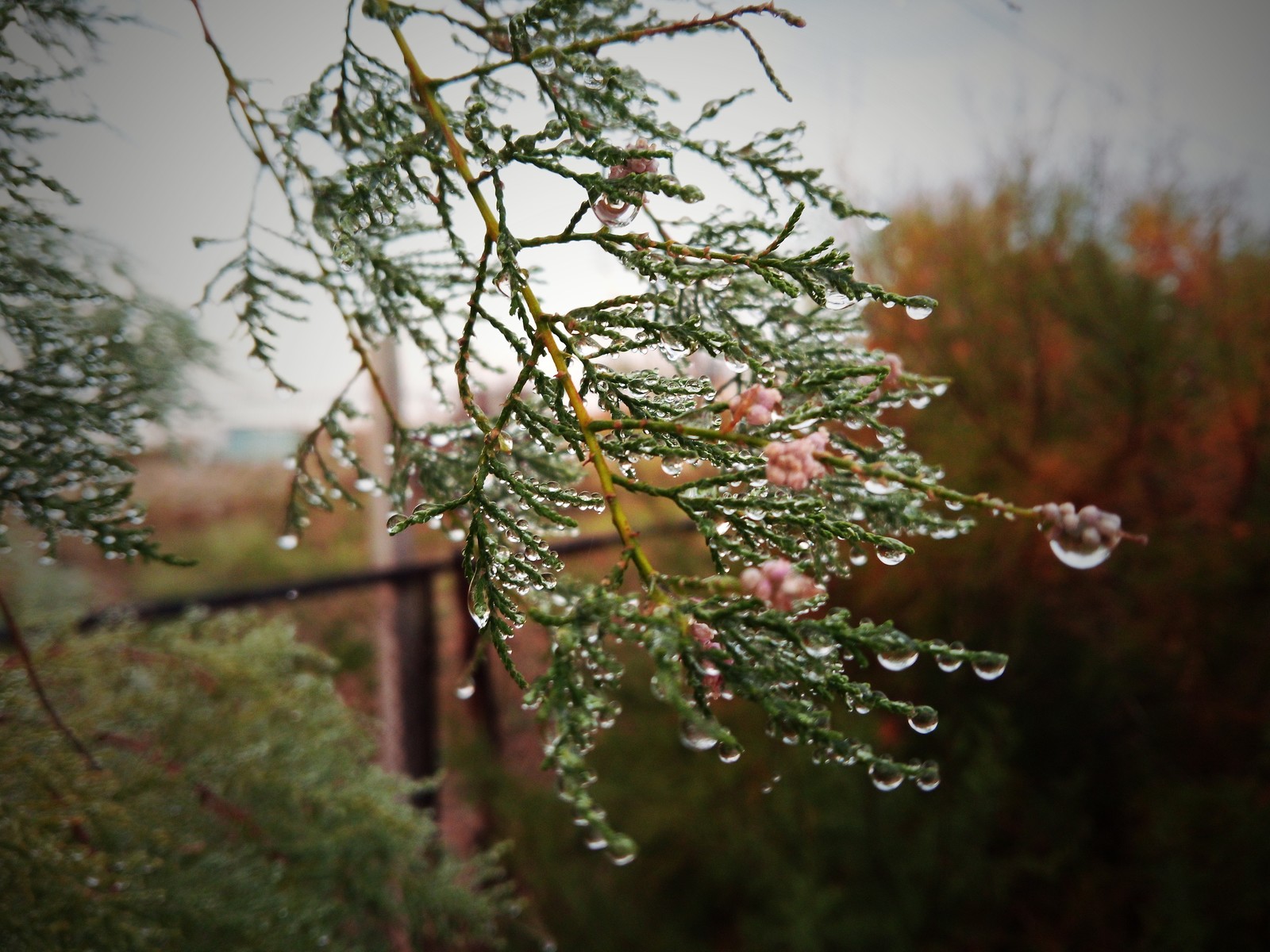 beaded morning - Good morning, Dew, Macro, beauty of nature, Crimea, Longpost, Macro photography