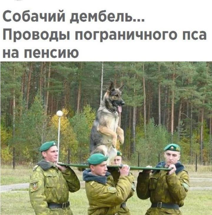 Dog demobilization - Dog, Army, From the network, Demobilization, Border guards, Service dogs