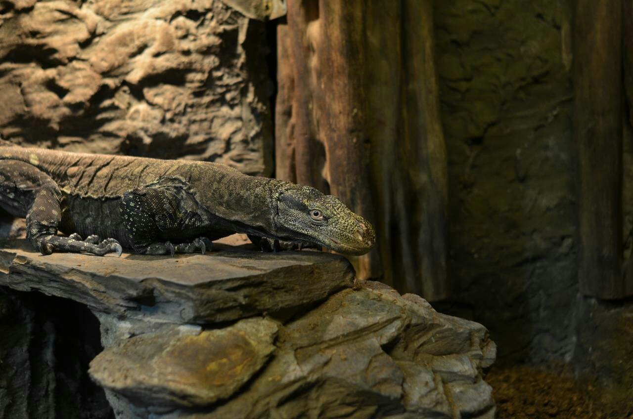 Zoo Wroclaw - My, Wroclaw, Nikon, Zoo, Longpost