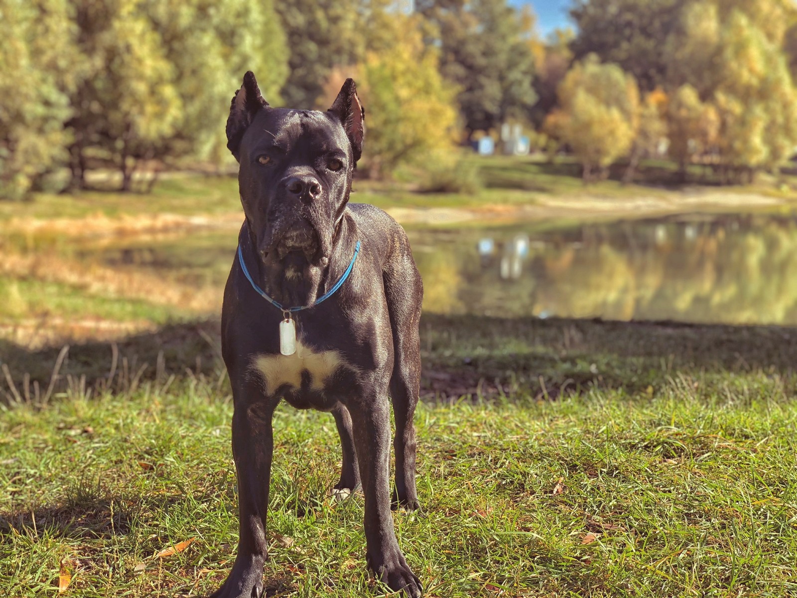 autumn kors - My, Dog, Cane Corso, Autumn, Pet, Longpost, Pets