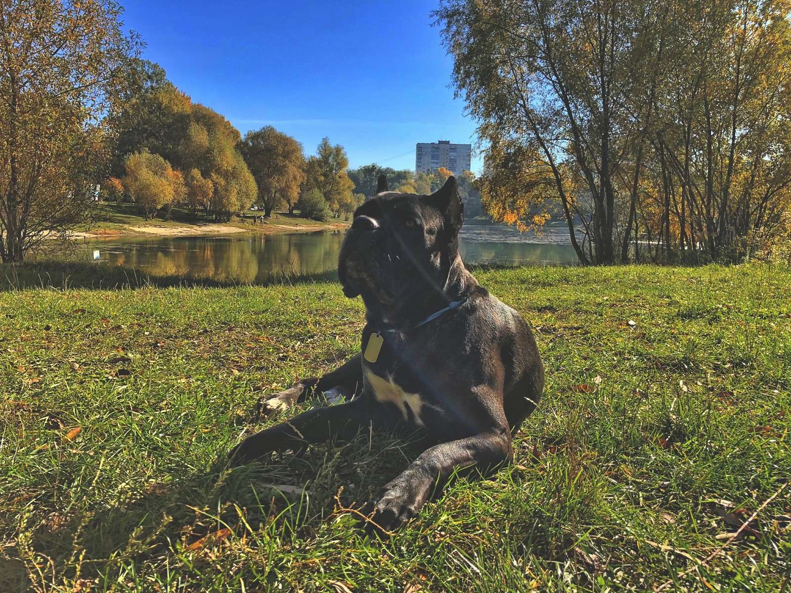 autumn kors - My, Dog, Cane Corso, Autumn, Pet, Longpost, Pets