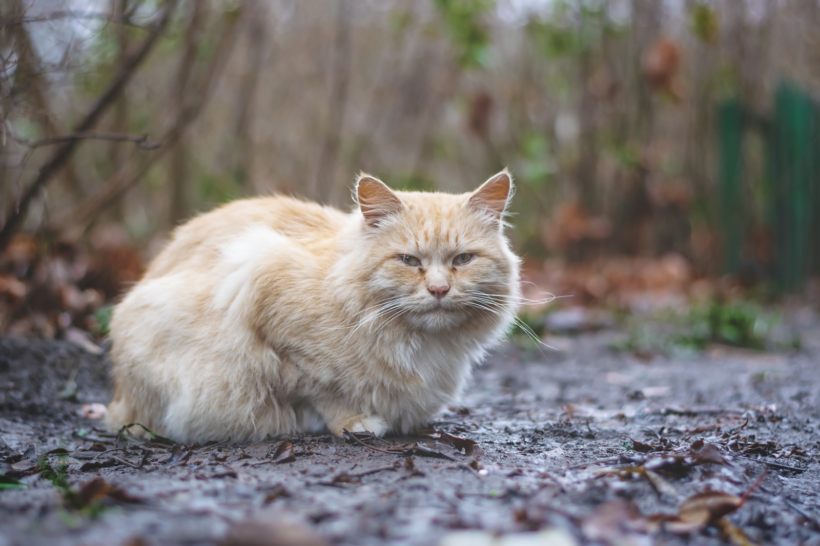 Прошёл год, как я увлёкся фотографией... - Моё, Nikon d5300, Фотолюбитель, Портрет, Пейзаж, Фризлайт, Длиннопост, Кот