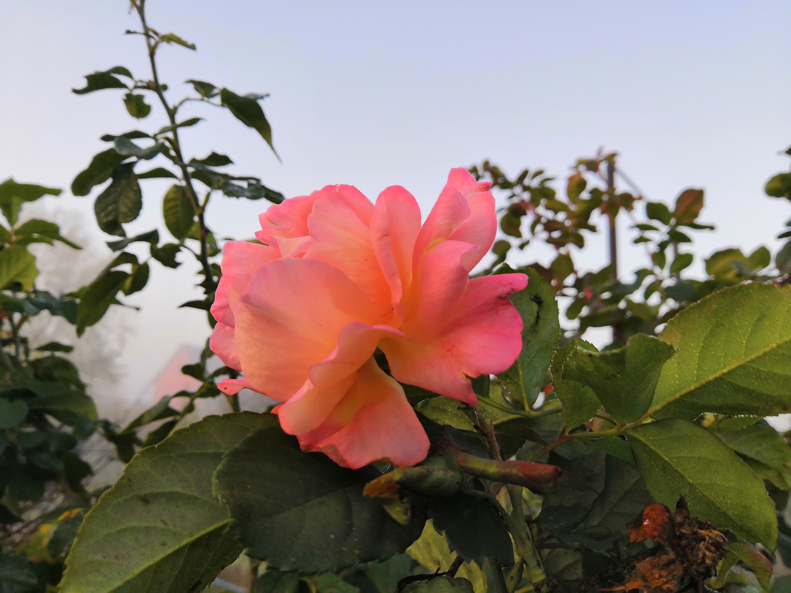 last color - My, Autumn, Morning, Fog, Flowers, Longpost