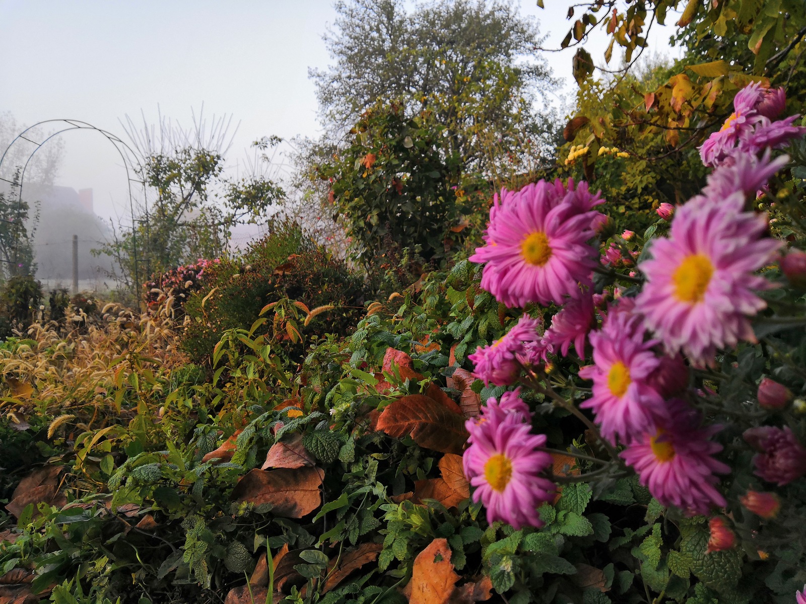 last color - My, Autumn, Morning, Fog, Flowers, Longpost