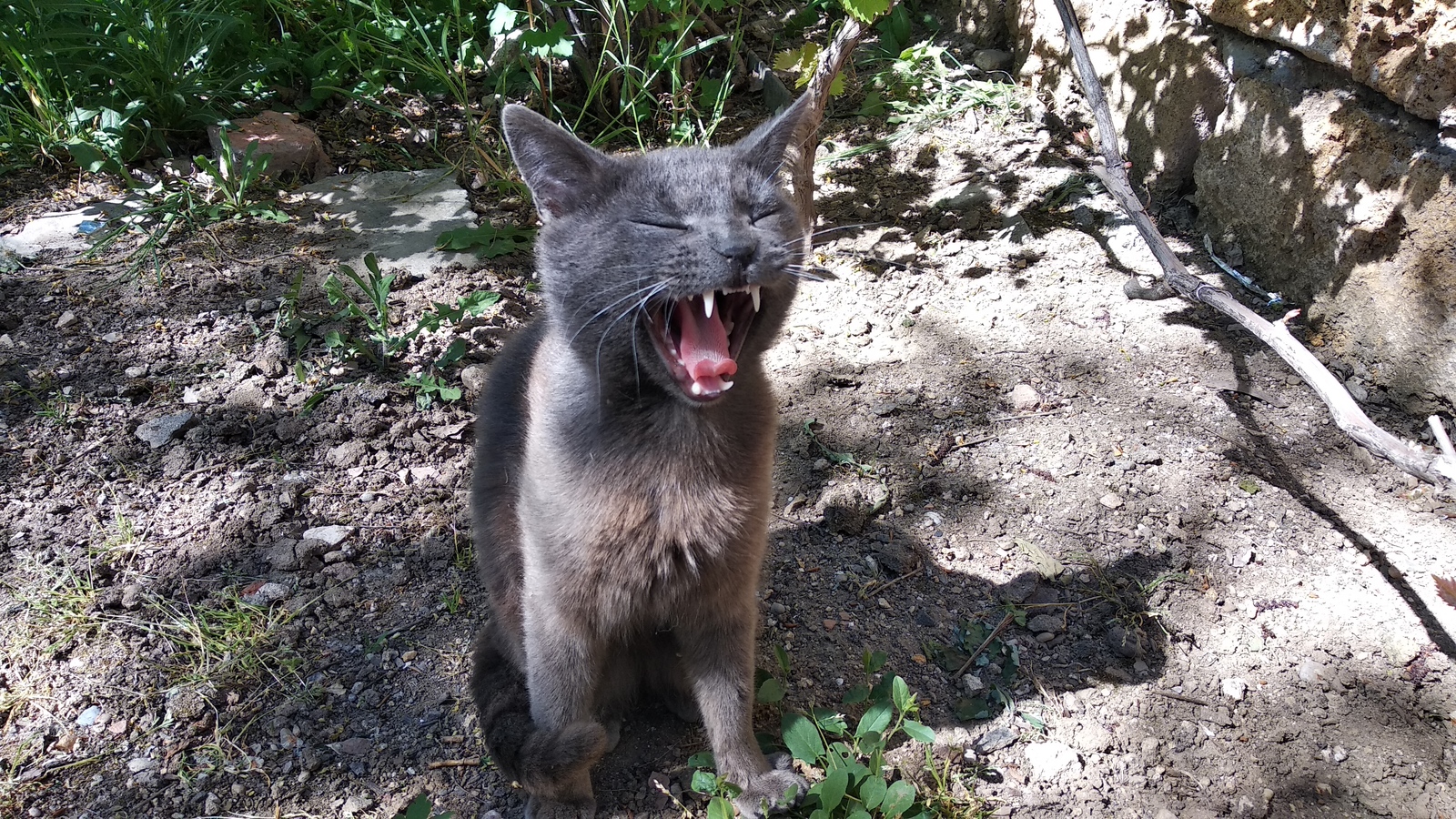 Russian blue cat - My, cat, The photo