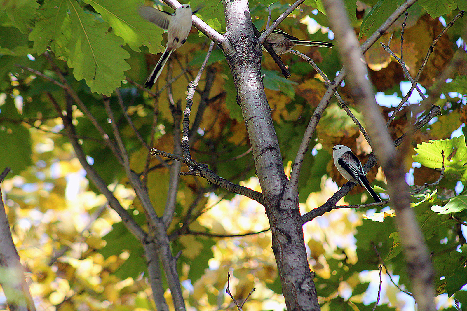 Chumicka bird - My, Canon 1100d, Amur region, Nature, Birds, Tit, The photo, Longpost