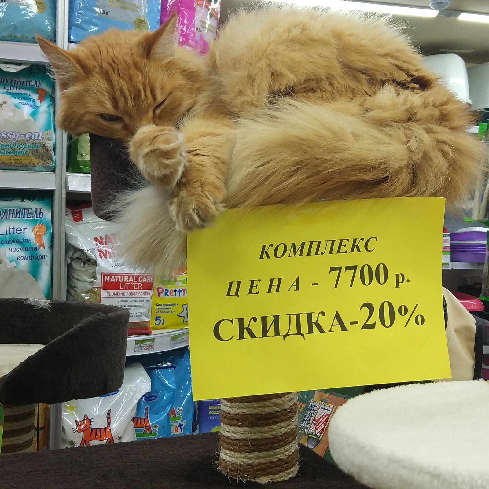 Комплект нннада? :D - Моё, Кот, Магазин, Зоомагазин, Милота, Рыжие, Комплект, Юмор