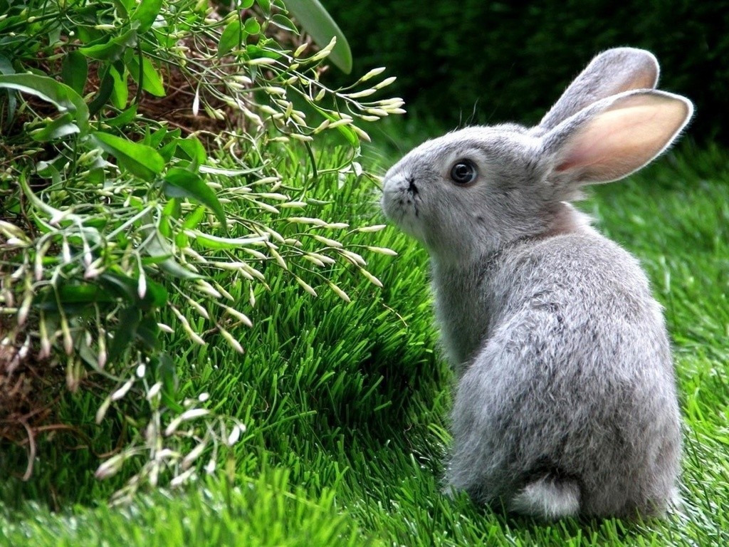 Rabbit from the inside - My, Rabbit, Meat, Vegetarianism