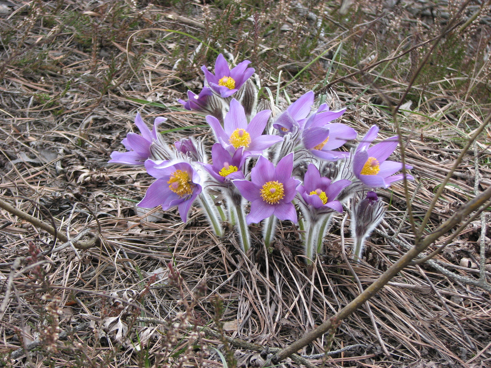 Autumn is no longer golden. - My, Spring, Spill, Snowdrops, Longpost, Snowdrops flowers