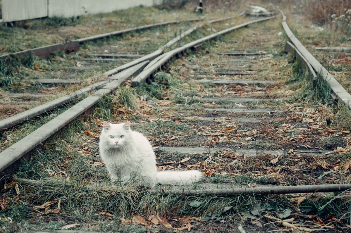 Walk - My, cat, Autumn, Railway