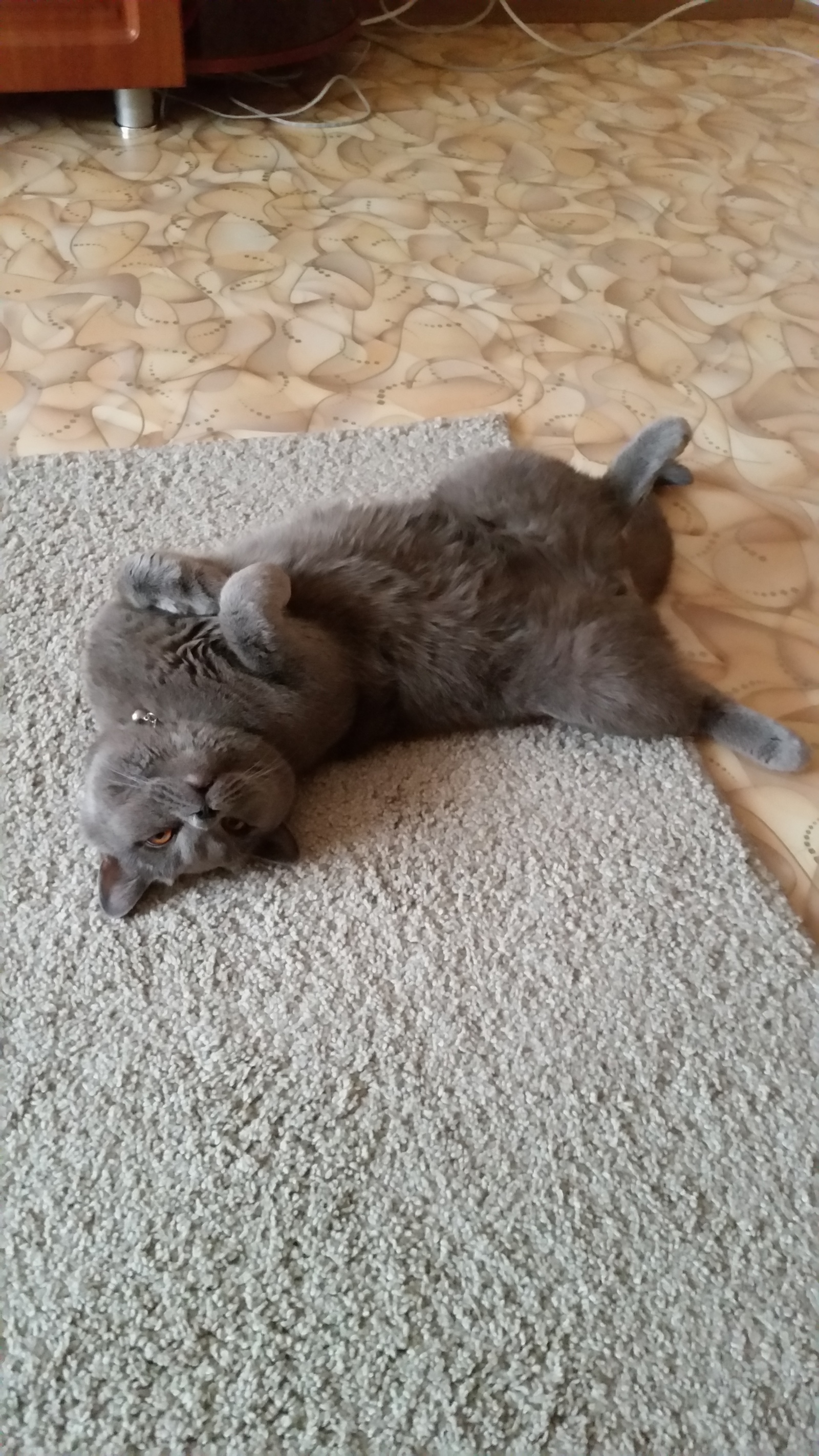 I will give a British cat. 3 years. I will give in connection with the birth of a child. - My, cat, Kazan, Zelenodolsk, Longpost, No rating, In good hands, Looking for a master