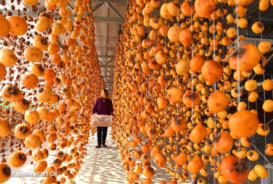 Harvesting persimmons in China. - China, Сельское хозяйство, Persimmon, Longpost