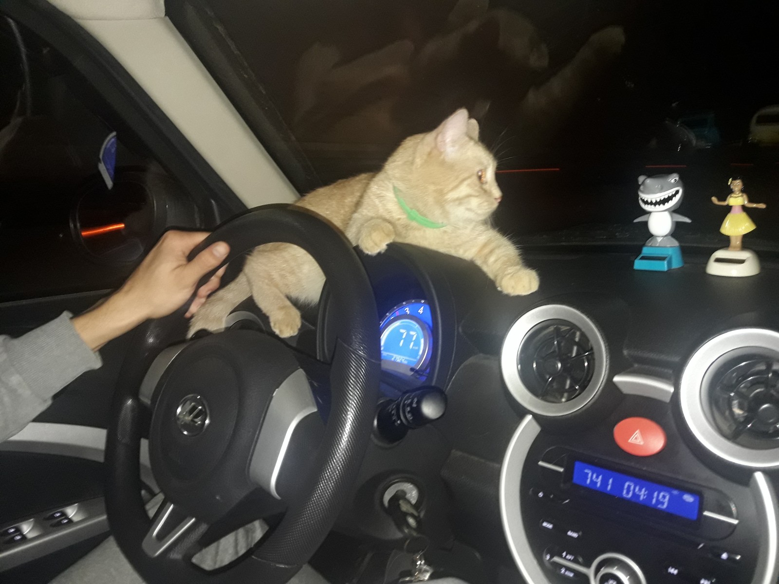 Traveler - My, cat, Catomafia, Auto