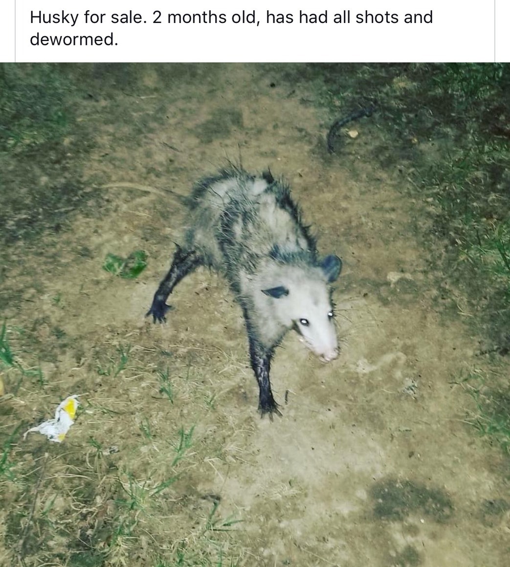 Husky - Husky, Memes, Honestly stolen, Animals, Opossum