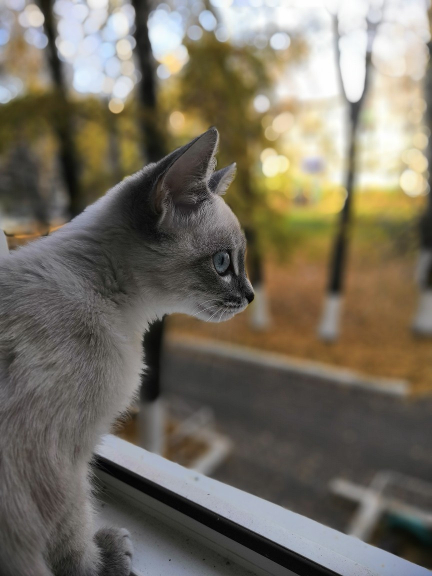 Голубоглазик - Осень, Тайская кошка, Домашние животные, Кот